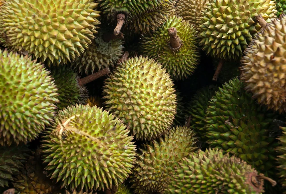 Fresh durian fruits — the subject of AIDurian's AI assessment
