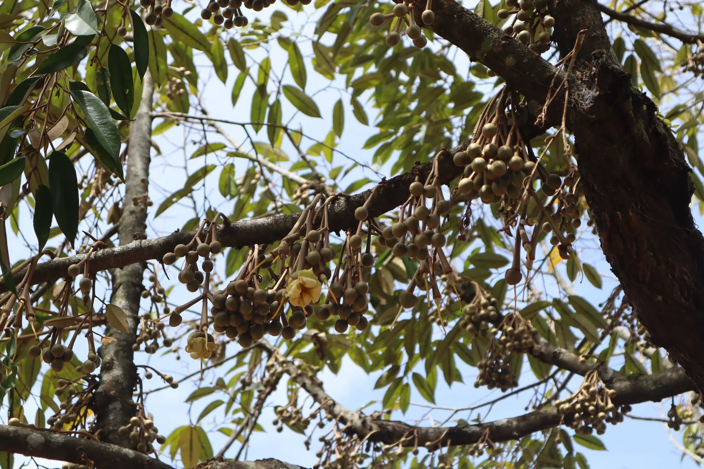 Durian orchard in Mindanao at golden hour
